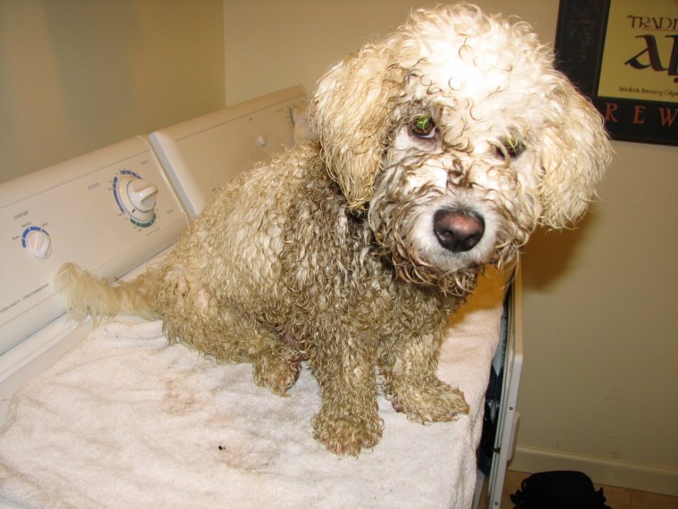 Карликовый пудель абрикос