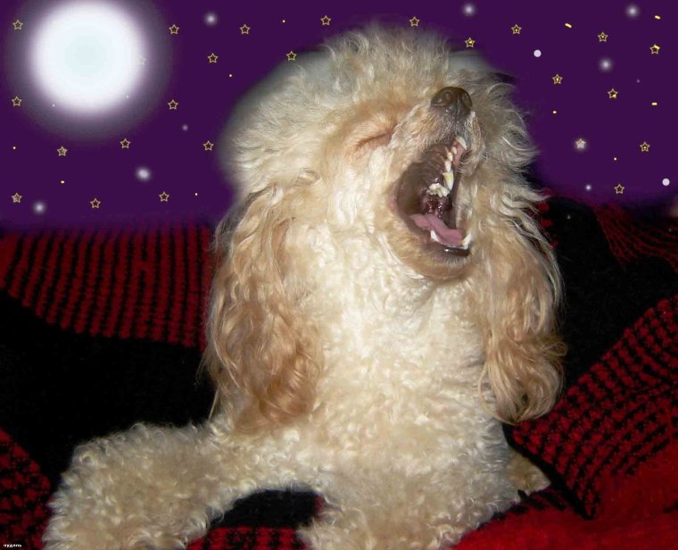 Мини пудель