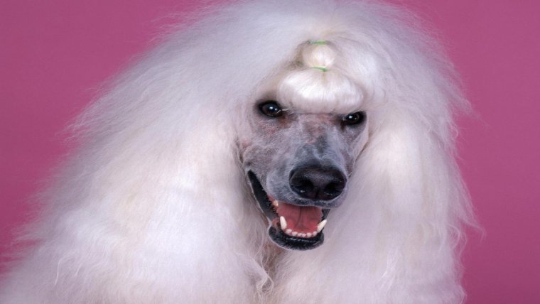 Золотистый пудель