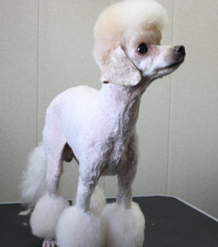 Пудель малый груминг