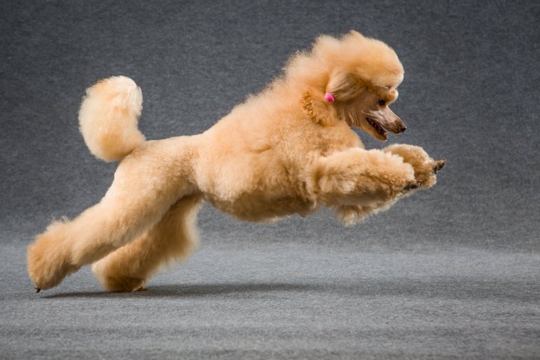 Веселый пудель