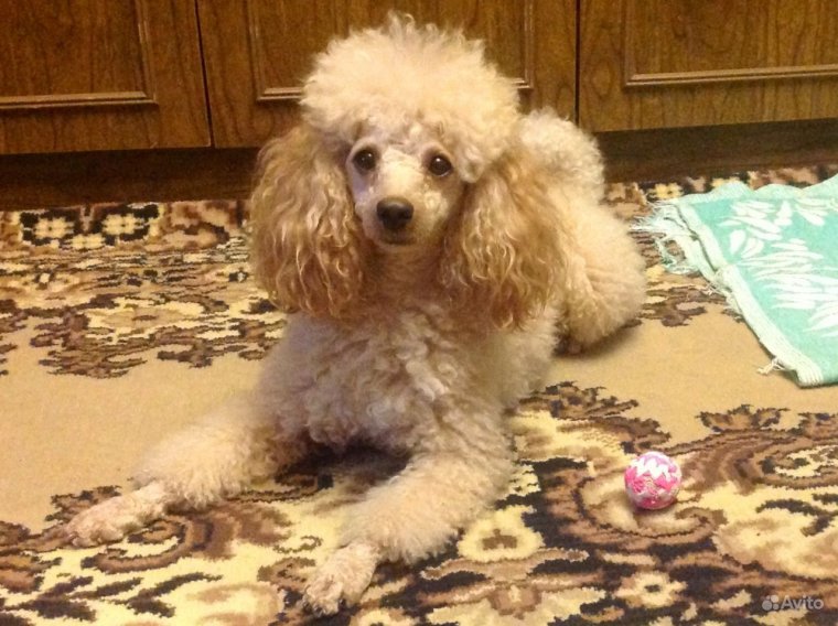 Пудель карликовый белый стриженый