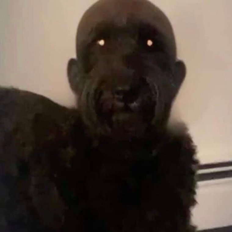 Королевский пудель лысый