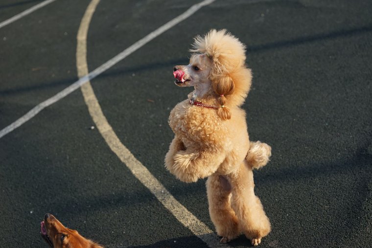 Стрижка для пуделей голый зад