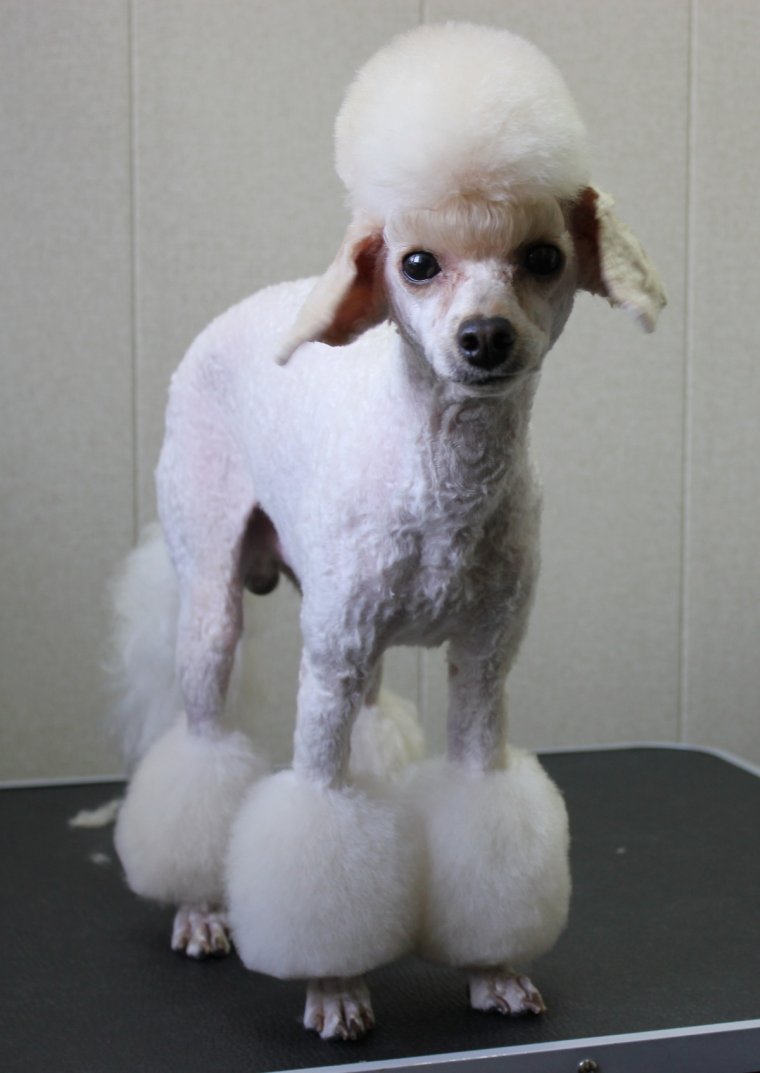 Королевский пудель груминг