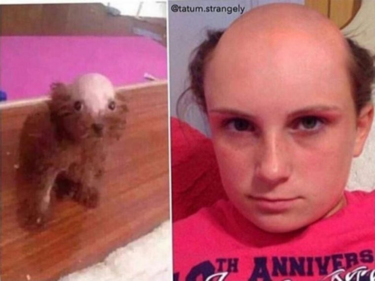 Неухоженный пудель