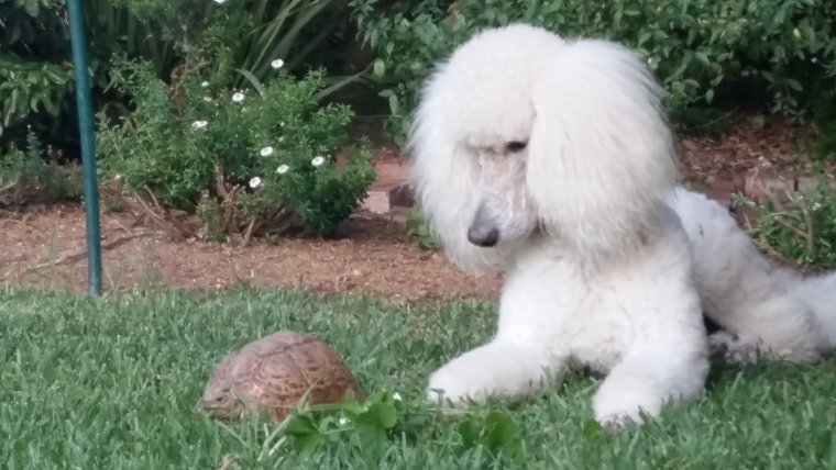 Карликовый пудель лысый