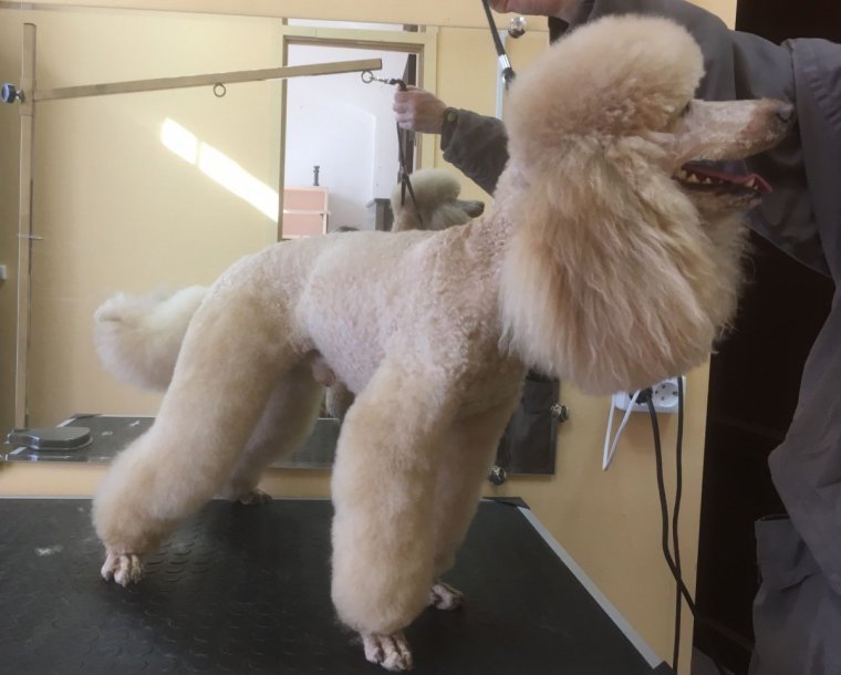 Карликовый пудель лысый