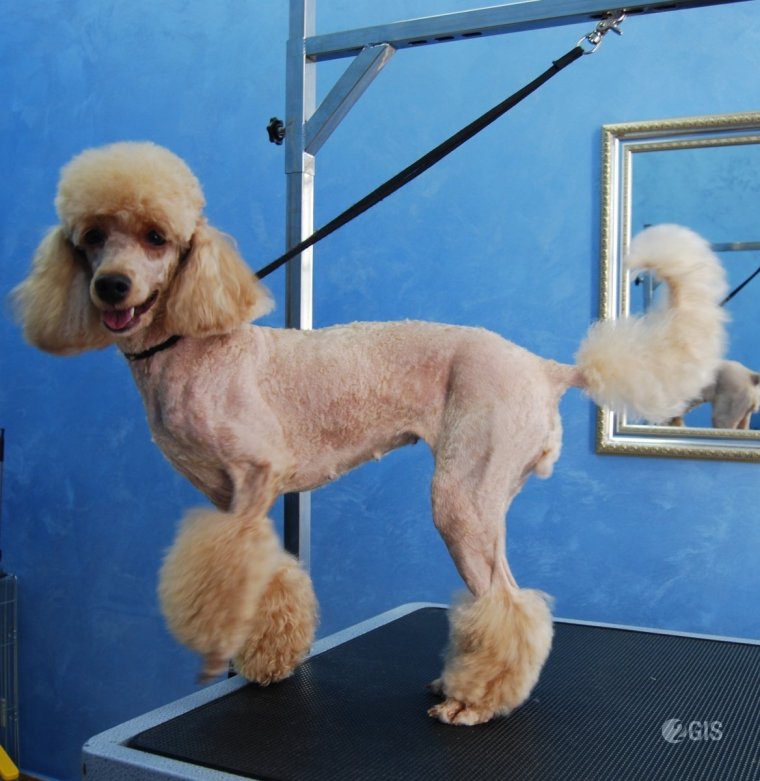 Пудель Арто