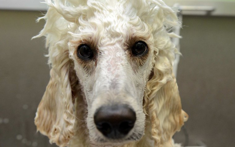 Японский грумер Йорико Хамачийо