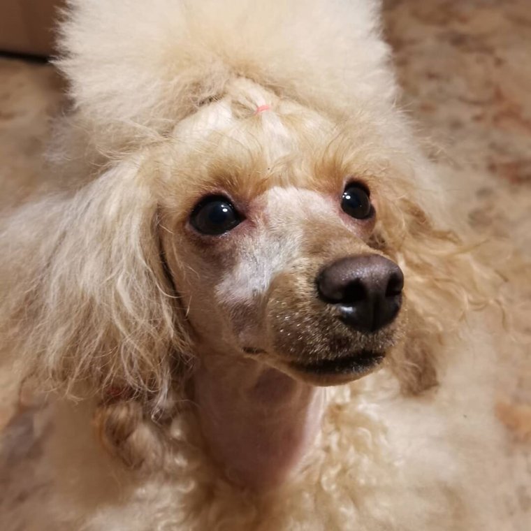 Карликовый пудель лысый