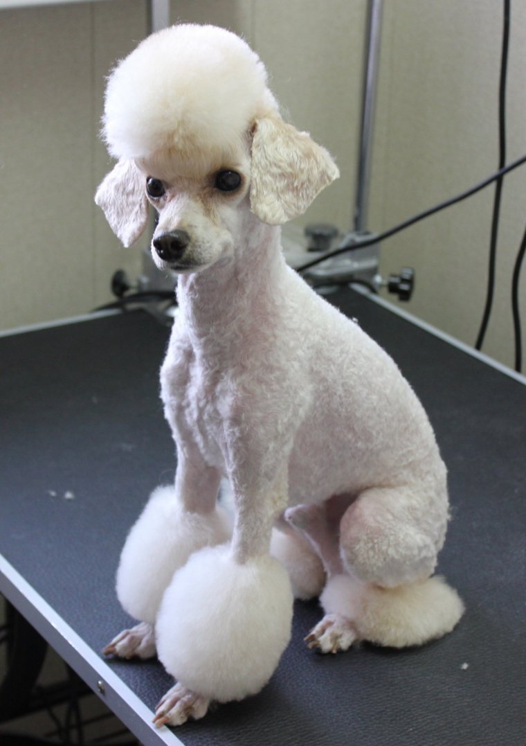 Розовый пудель