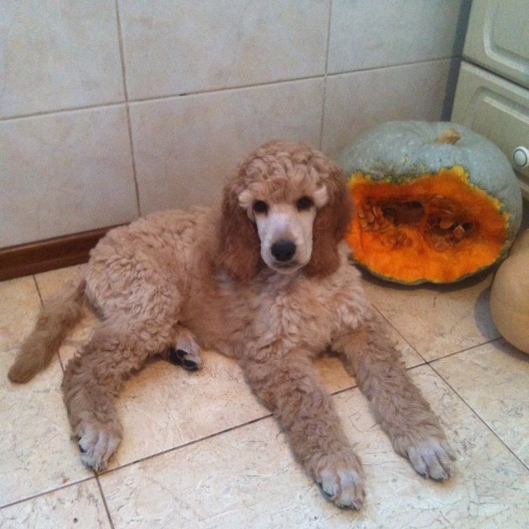 Пудель Самара найден