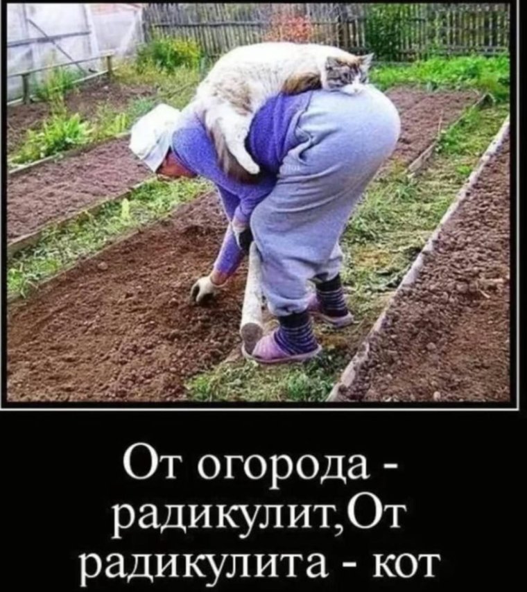 Анекдоты про огород