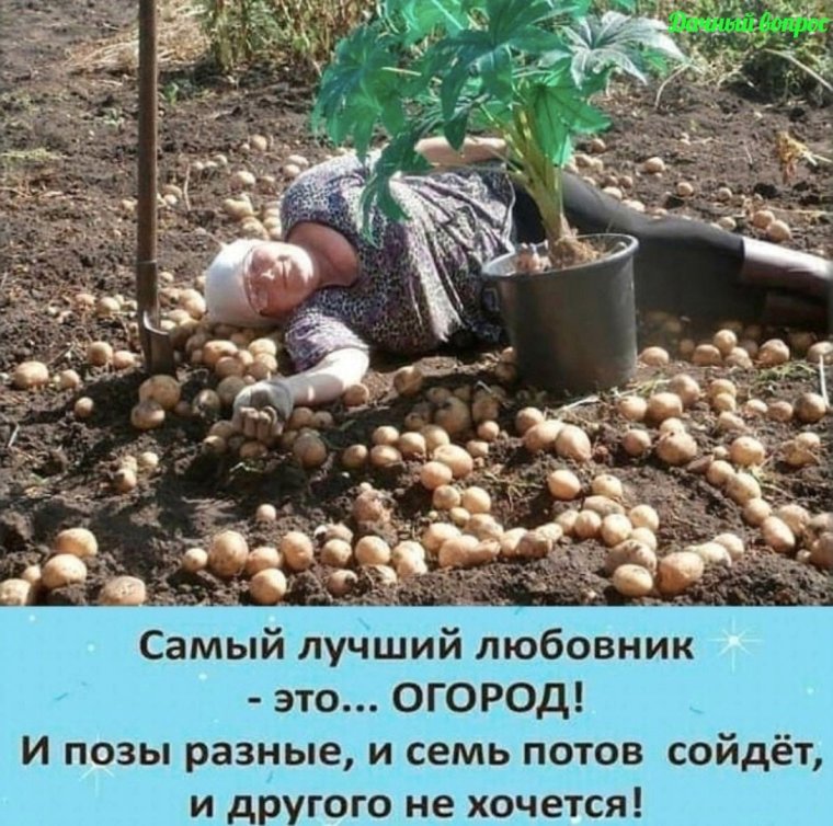 Огород юмор