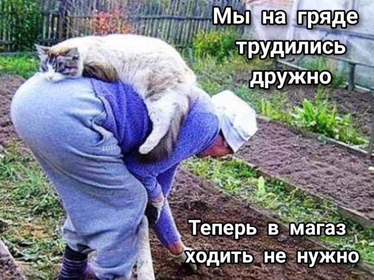 Стихи про дачу и дачников