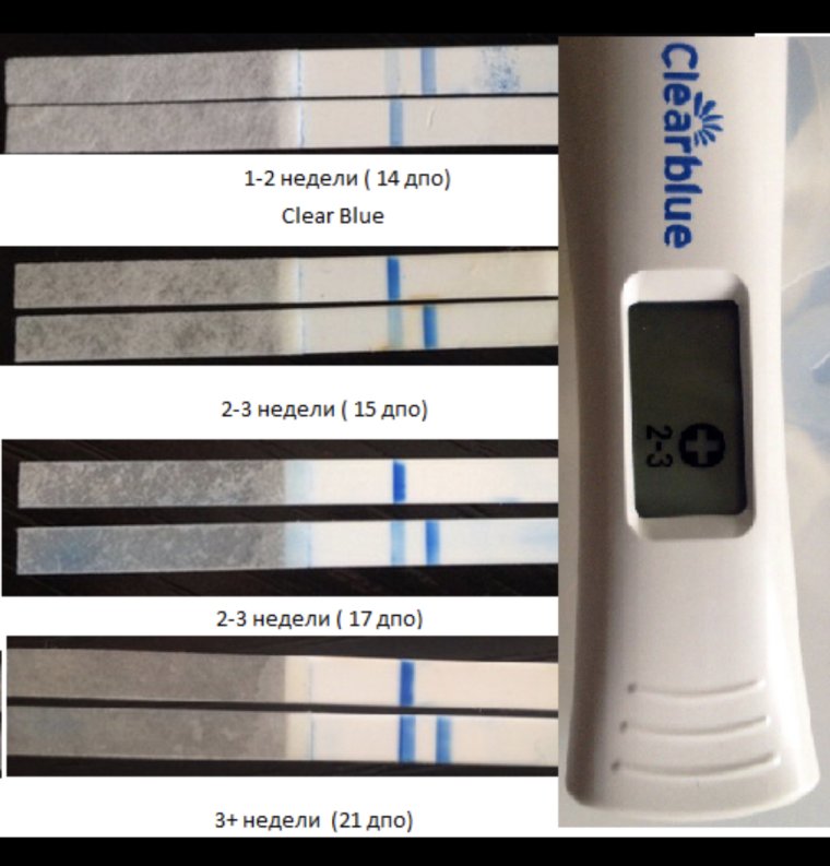 Тест клеар Блю электронный разобранный