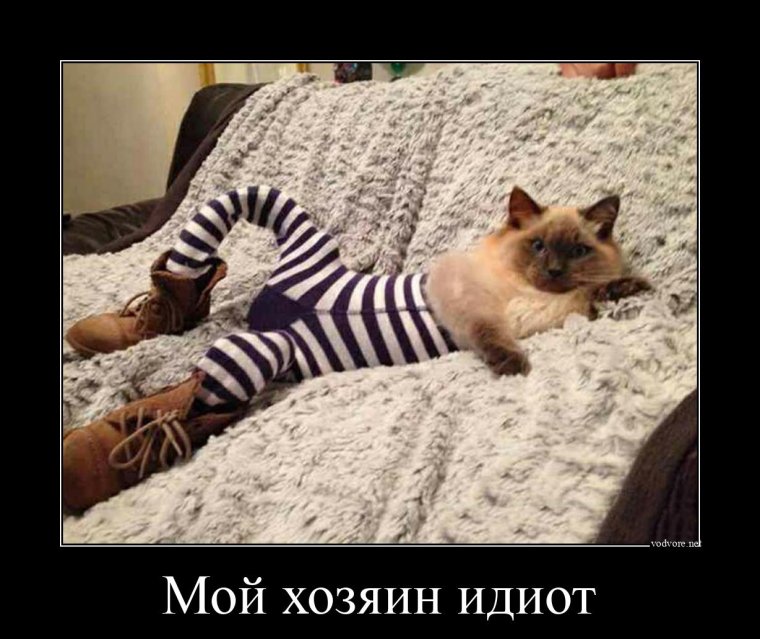 Кот в носке