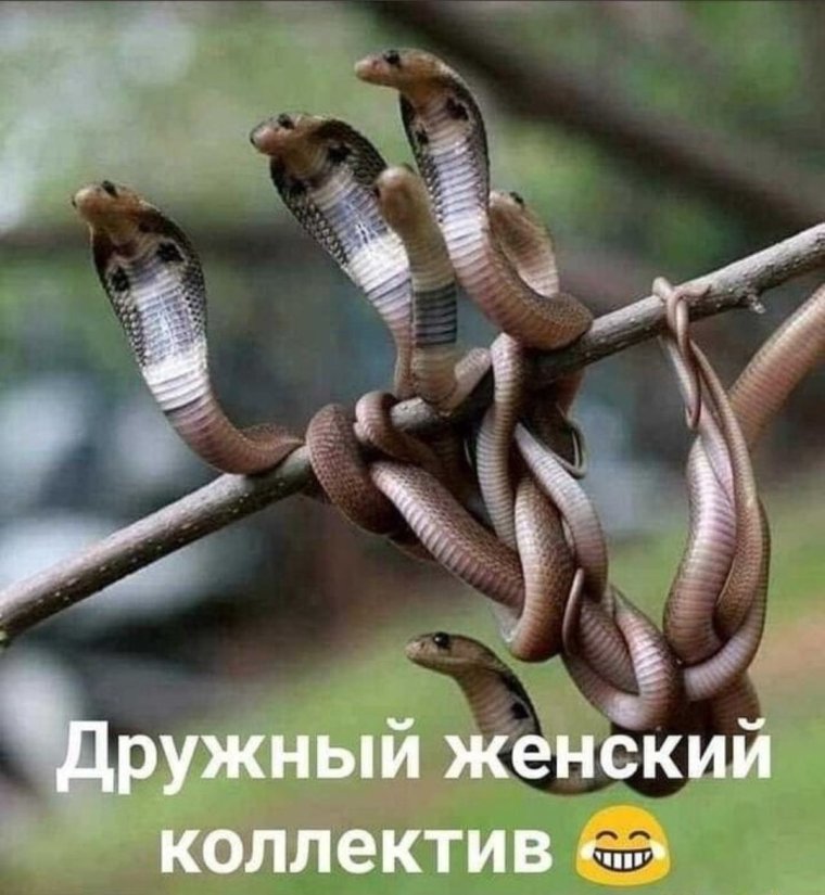 Дружный женский коллектив змеи