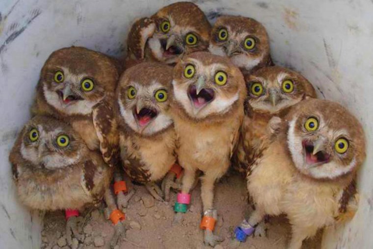 Смешные Совята