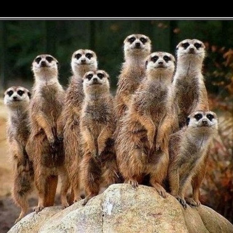 Популяция сурикатов