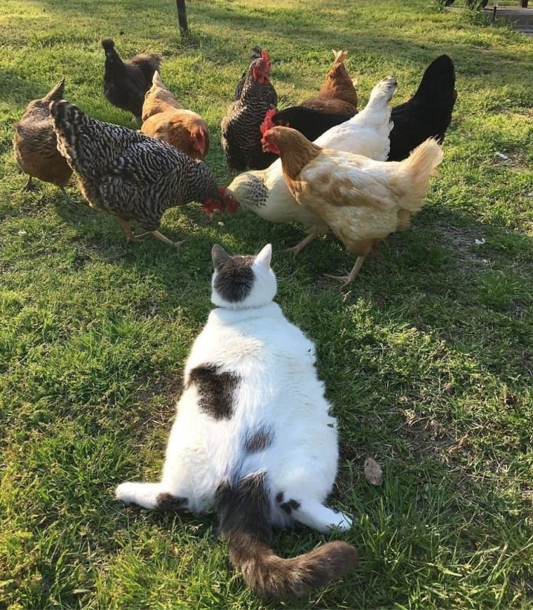 Учитель преподавал несуществующий язык