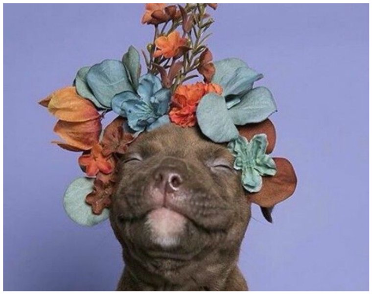 Цветы для мужчины