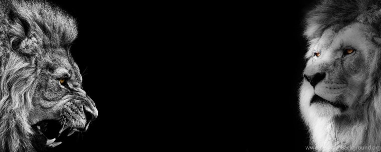 Темный фон с двумя львами