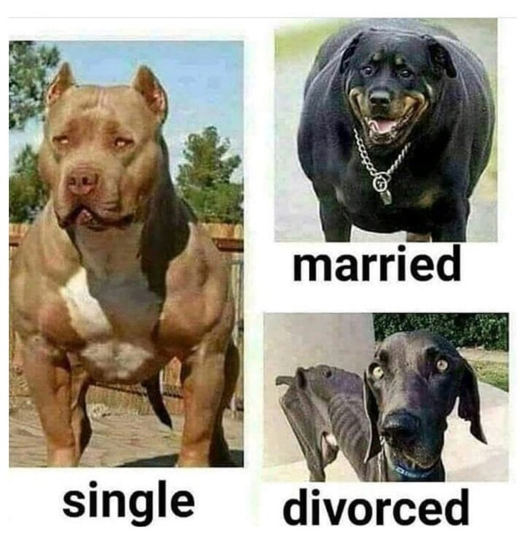 Холостяк женат в разводе собаки