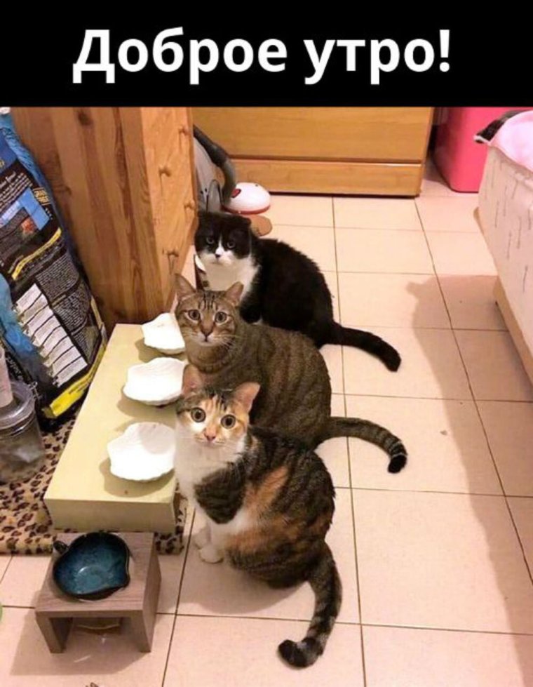 Ржачные коты доброе утро