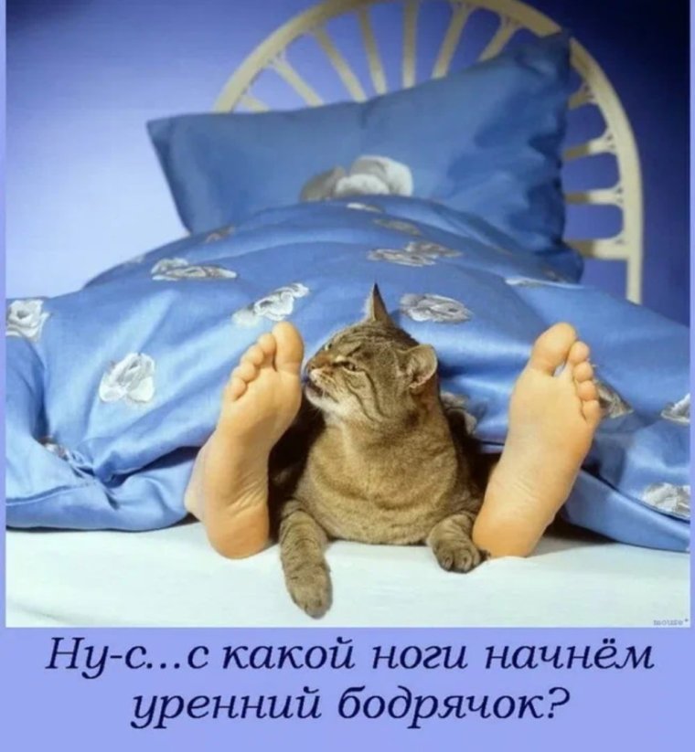 Доброе утро котики смешные
