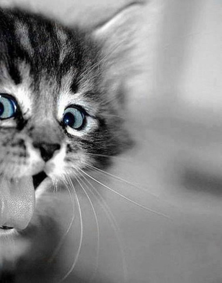 Любопытный котенок