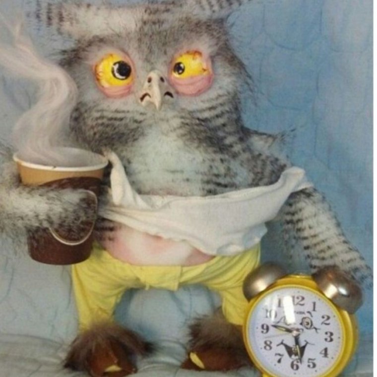 Рыжий кот фоткает себя