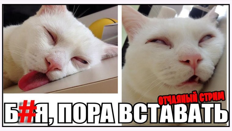 Смешной кот потягивается