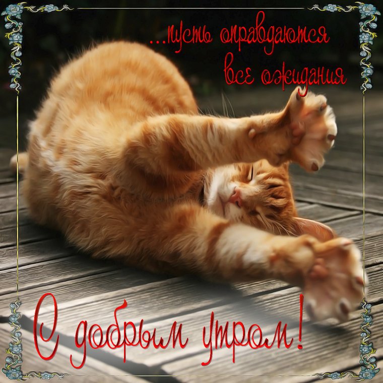 Открытки с добрым утром с котиками