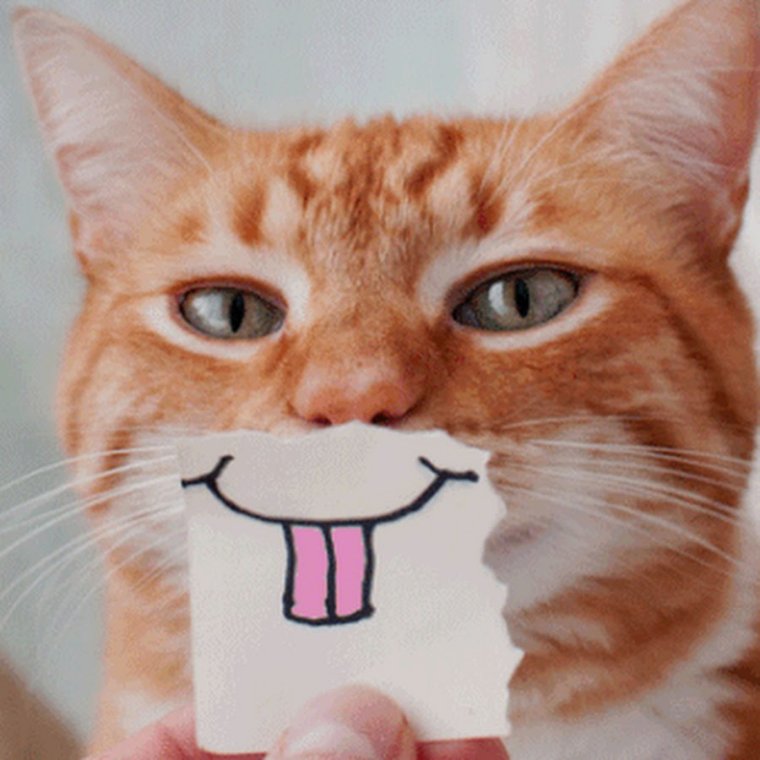 Прикольные коты с добрым утром