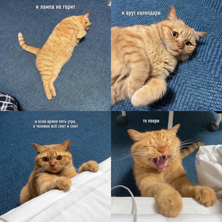 Котенок в кружке