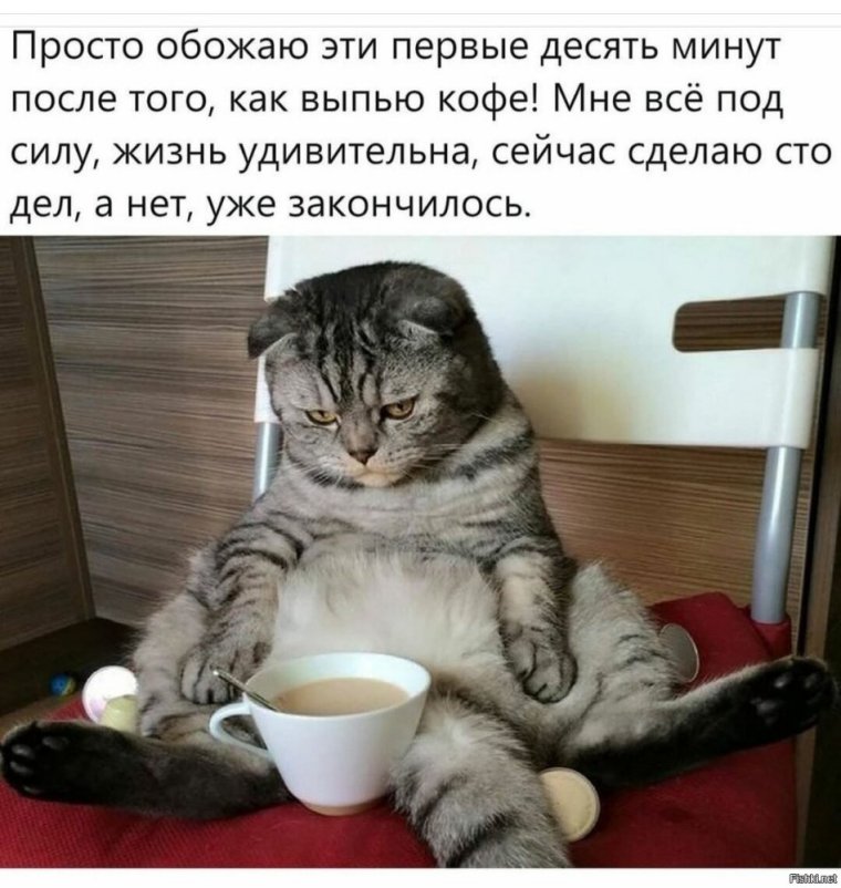 Кот после праздников