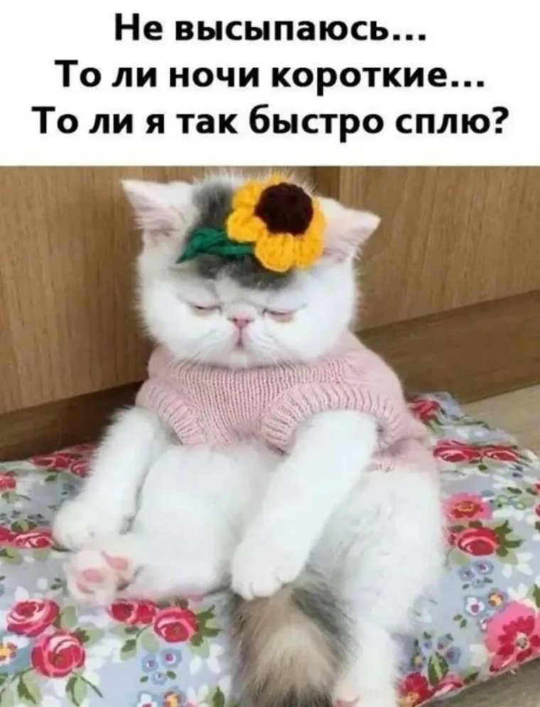Завтрак с котиками