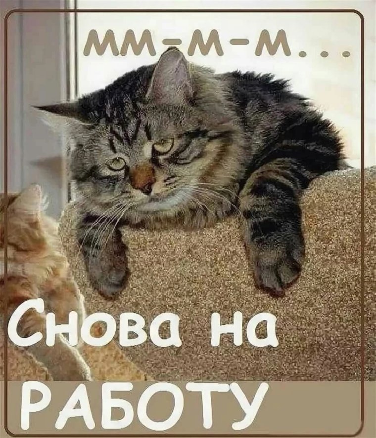 Кот с чашкой кофе