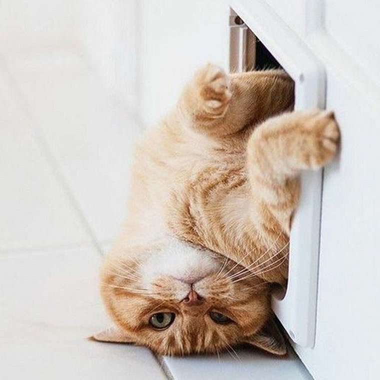 Пятничный котик