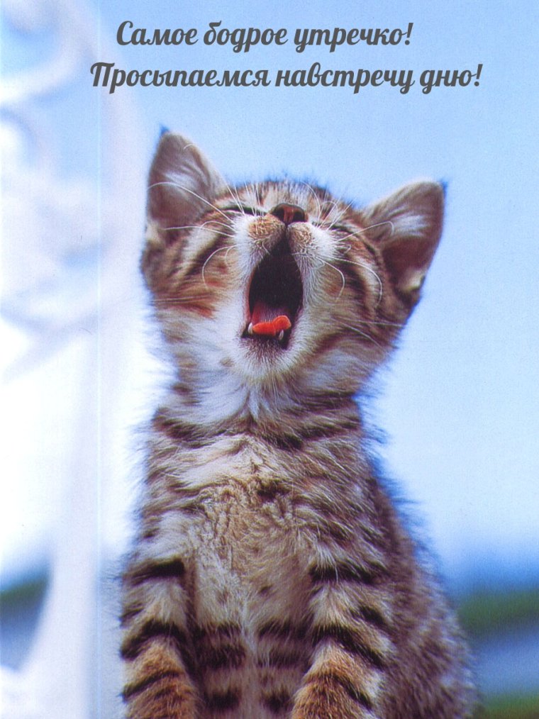 Веселое утро