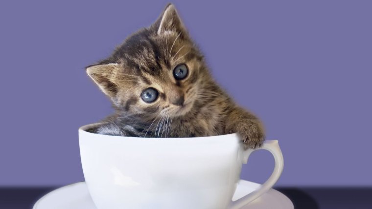 Смешные котики с добрым утром с надписями