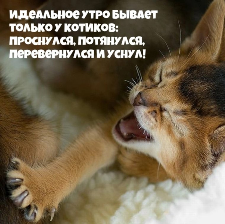 Кот в поезде