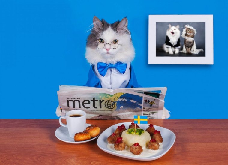 Кошка смеется