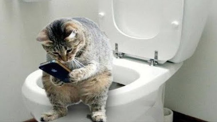 Утренние приколы с котами