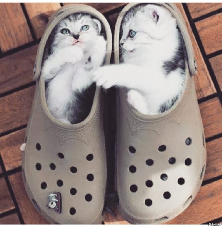 Милые котики с надписями