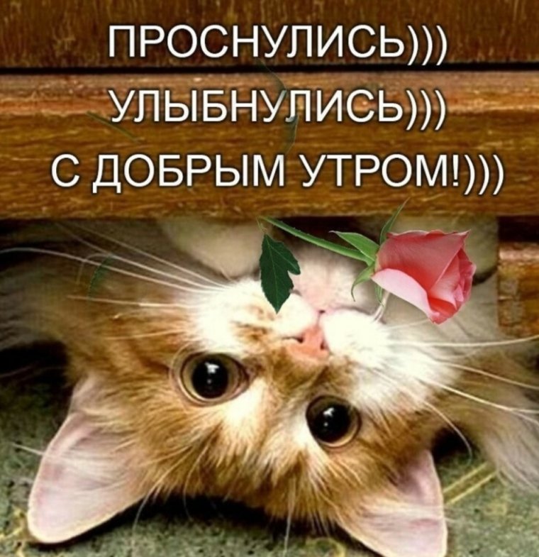 Доброе утро смешные картинки
