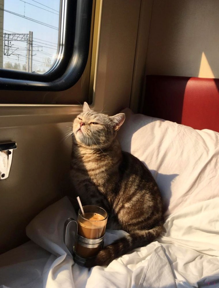 Демотиваторы с добрым утром