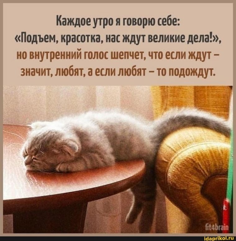 Доброе утро кот